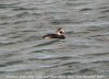 Long-tailed Duck at River Roach (Steve Arlow) (78304 bytes) Long-tailed Duck at River Roach (Steve Arlow) (78304 bytes)